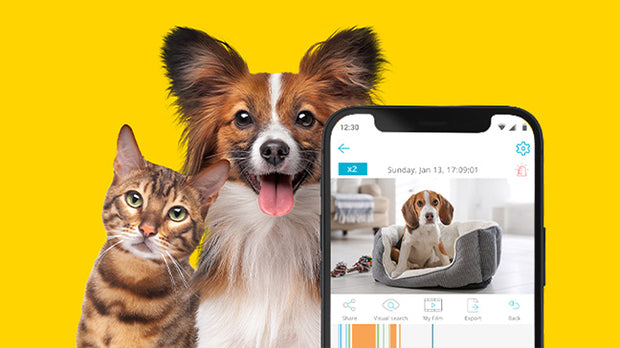 適合用於寵物照護的影像監控解決方案